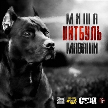 Миша Маваши - Питбуль