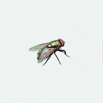 Dusty - Winged