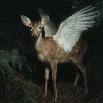 LO-FI SHAMAN, Lo Fi Hip Hop, LO-FI BEATS - SHAMAN LO-FI: 20 Rituals for Healing, Sleep & Meditation