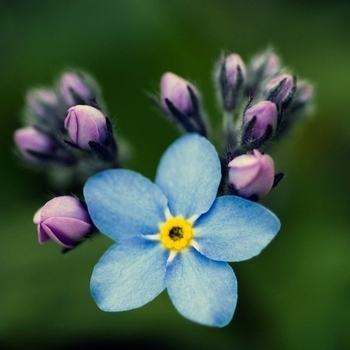 Petite Fleur