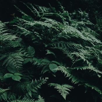 Windy Clouds 