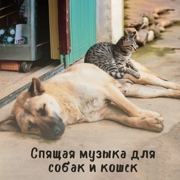 Полное спокойствие 